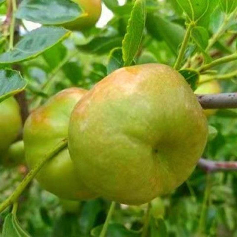 枣树苗蟠枣树苗葫芦枣苗茶壶枣苗和田大枣苗当年结果苗包邮