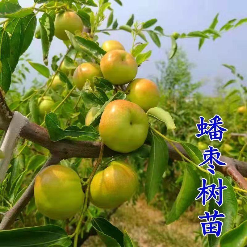 枣树苗蟠枣树苗葫芦枣苗茶壶枣苗和田大枣苗当年结果苗包邮