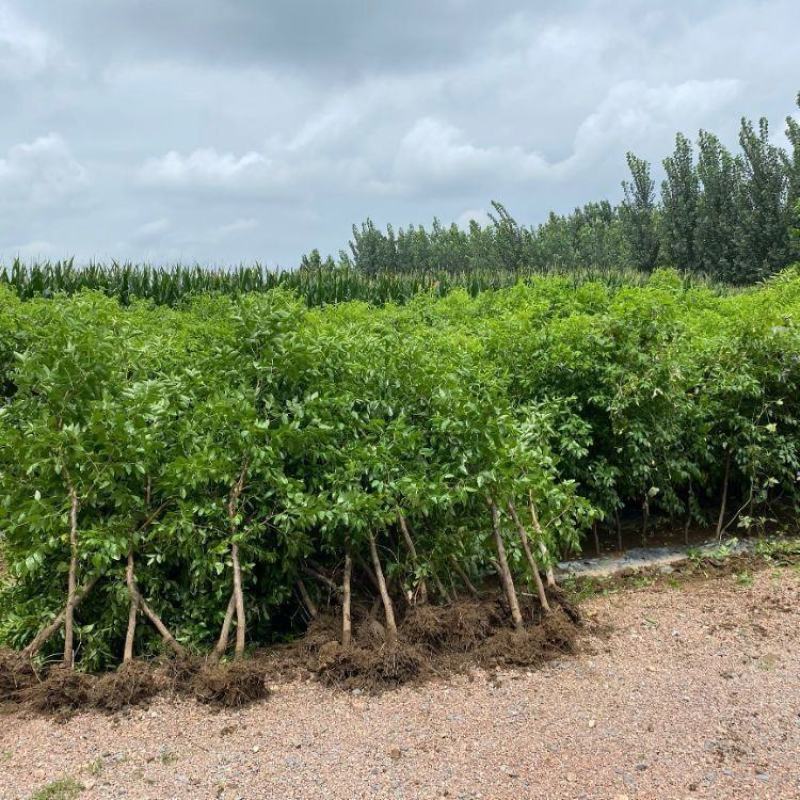 枣树苗蟠枣树苗葫芦枣苗茶壶枣苗和田大枣苗当年结果苗包邮