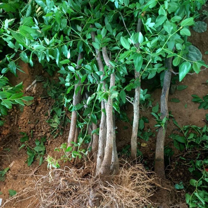 枣树苗蟠枣树苗葫芦枣苗茶壶枣苗和田大枣苗当年结果苗包邮