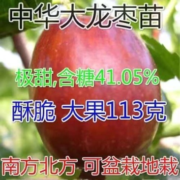 中华大龙枣树苗和田枣苗子弹头枣苗灰枣树苗冬枣苗当年结果