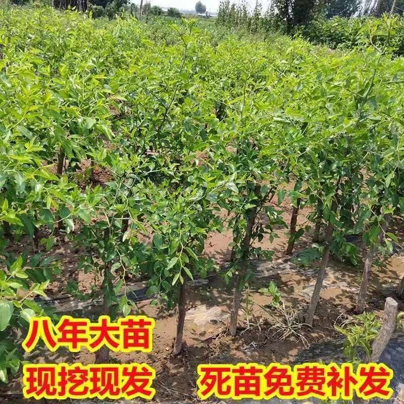 中华大龙枣树苗和田枣苗子弹头枣苗灰枣树苗冬枣苗当年结果