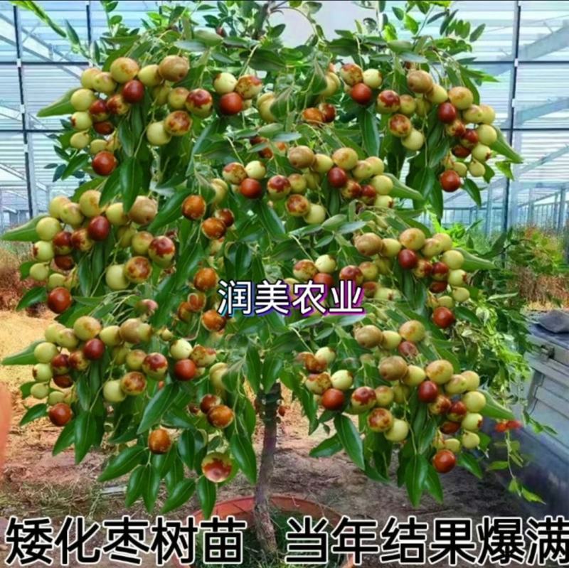 中华大龙枣树苗和田枣苗子弹头枣苗灰枣树苗冬枣苗当年结果