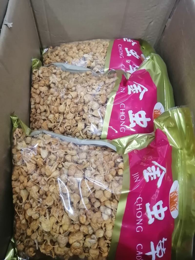 虫草花金虫草蛹虫草虫草菇大货批发一手货源
