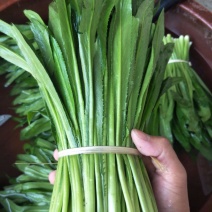 泰国大香菜刺芫荽野香菜山芫荽洋芫荽缅甸香菜