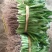 泰国大香菜刺芫荽野香菜山芫荽洋芫荽缅甸香菜