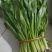 泰国大香菜刺芫荽野香菜山芫荽洋芫荽缅甸香菜
