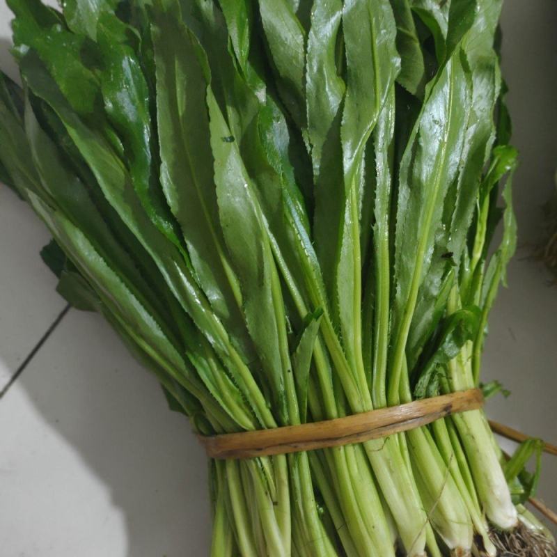 泰国大香菜刺芫荽野香菜山芫荽洋芫荽缅甸香菜