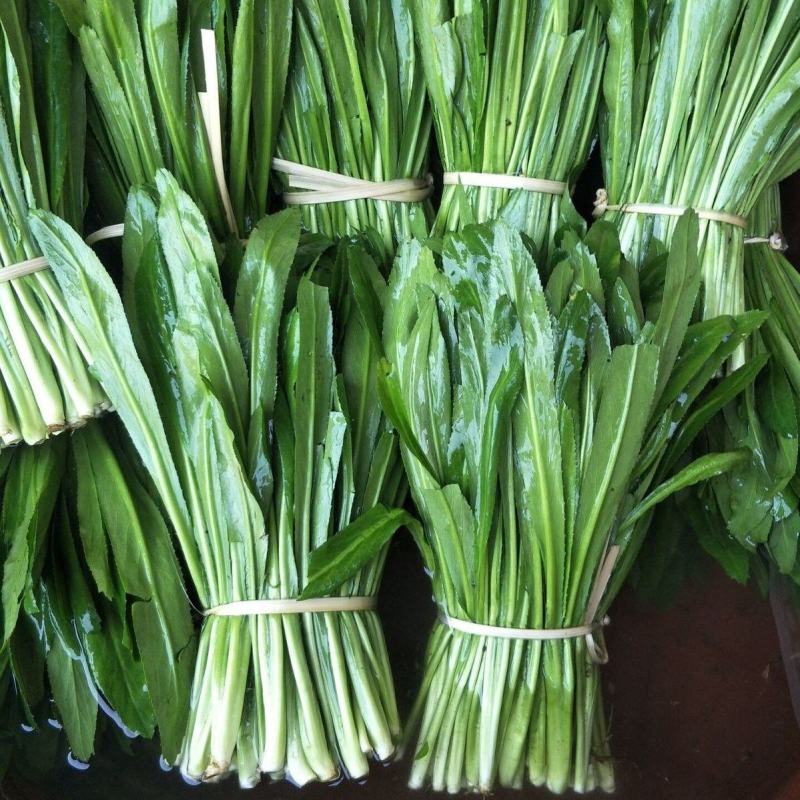 泰国大香菜刺芫荽野香菜山芫荽洋芫荽缅甸香菜