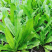 泰国大香菜刺芫荽野香菜山芫荽洋芫荽缅甸香菜