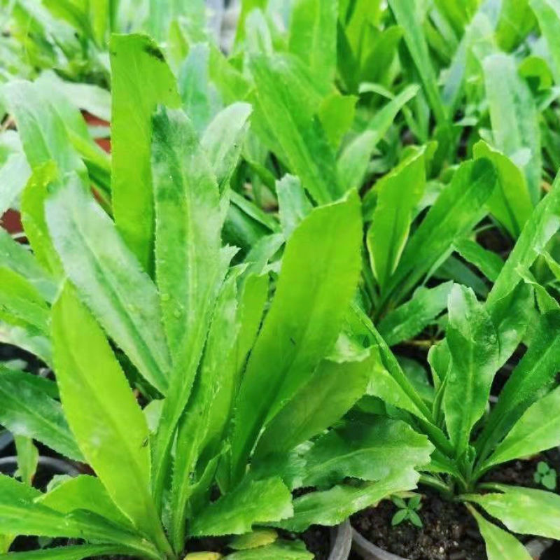 泰国大香菜刺芫荽野香菜山芫荽洋芫荽缅甸香菜