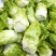 儿菜，娃娃菜，300万斤儿菜准备出售