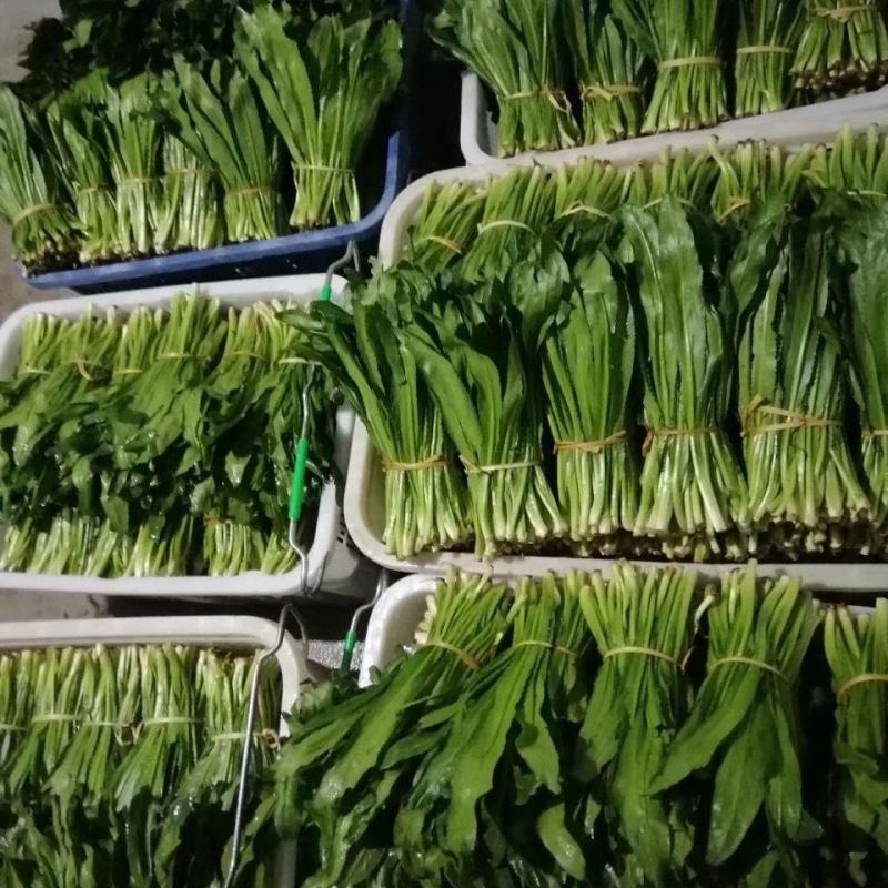 泰国大香菜刺芫荽野香菜山芫荽洋芫荽缅甸香菜