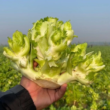 儿菜，娃娃菜，300万斤儿菜准备出售