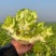 儿菜，娃娃菜，300万斤儿菜准备出售