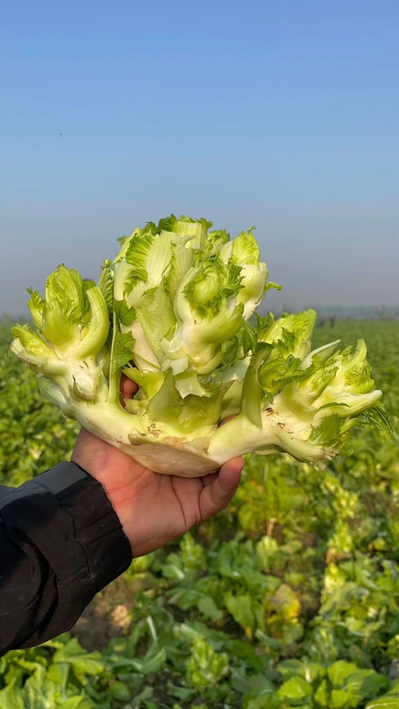 儿菜，娃娃菜，300万斤儿菜准备出售