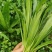 泰国大香菜刺芫荽野香菜山芫荽洋芫荽缅甸香菜