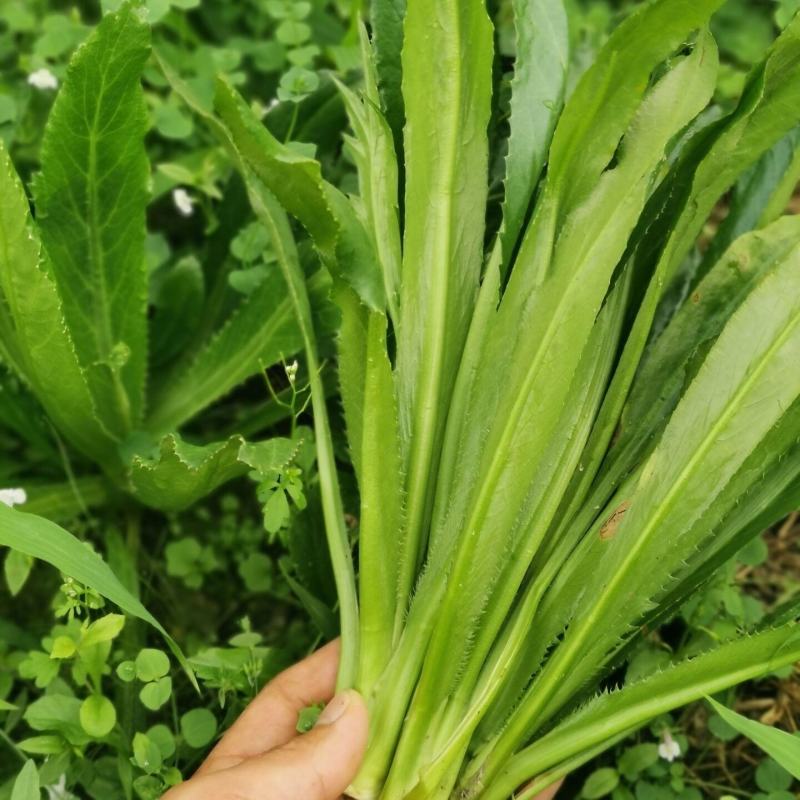 泰国大香菜刺芫荽野香菜山芫荽洋芫荽缅甸香菜