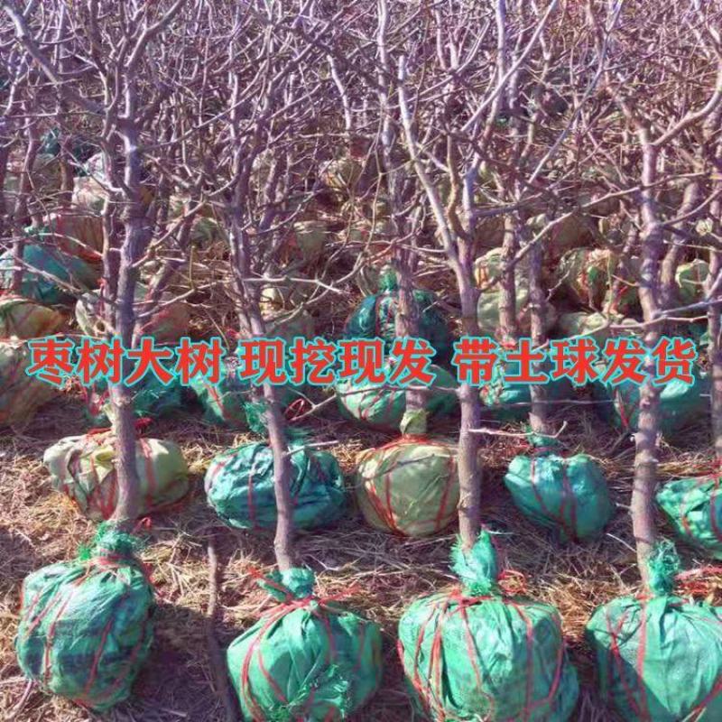 冬枣苗二代3嫁接现挖现发包成活包结果包品种死苗免费补发