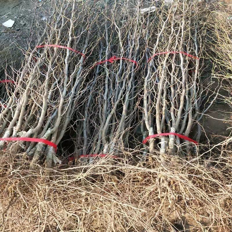 冬枣苗二代3嫁接现挖现发包成活包结果包品种死苗免费补发