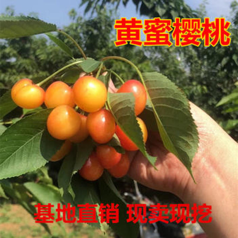 黄蜜樱桃苗保湿发货死苗立补假苗立赔技术指导根系发达挂果率