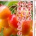 黄蜜樱桃苗保湿发货死苗立补假苗立赔技术指导根系发达挂果率