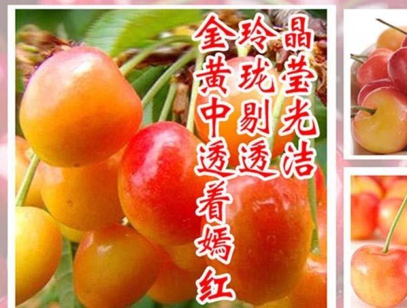 黄蜜樱桃苗保湿发货死苗立补假苗立赔技术指导根系发达挂果率