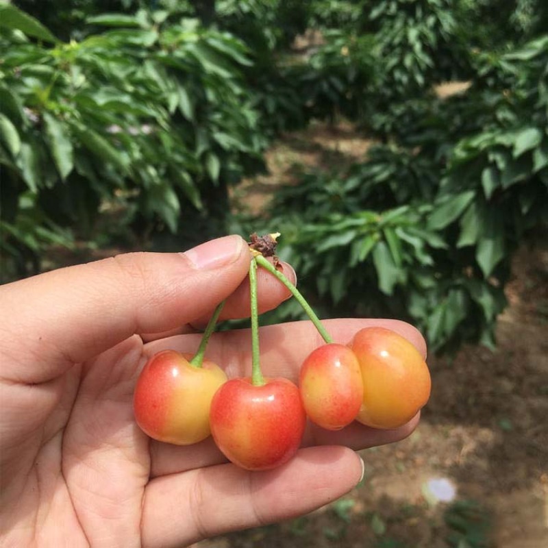 黄蜜樱桃苗保湿发货死苗立补假苗立赔技术指导根系发达挂果率