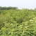 黄蜜樱桃苗保湿发货死苗立补假苗立赔技术指导根系发达挂果率
