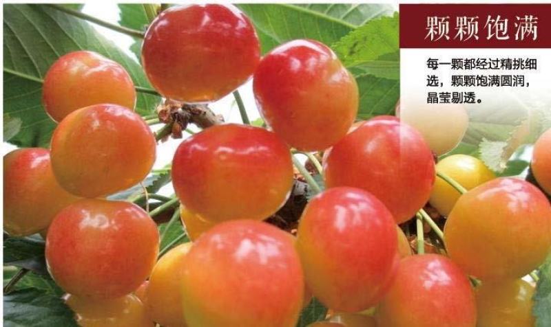 黄蜜樱桃苗保湿发货死苗立补假苗立赔技术指导根系发达挂果率