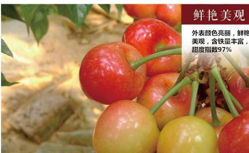 黄蜜樱桃苗保湿发货死苗立补假苗立赔技术指导根系发达挂果率