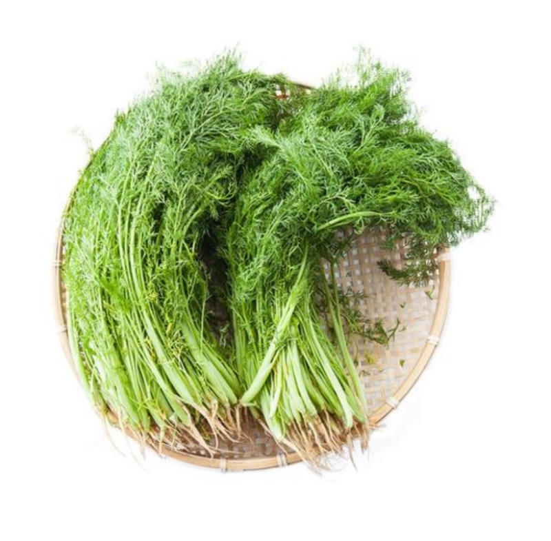 河北邯郸茴香大量上市产地直发大量有货大量供应