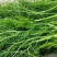河北邯郸茴香大量上市产地直发大量有货大量供应