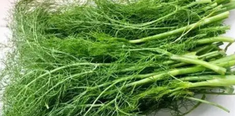 河北邯郸茴香大量上市产地直发大量有货大量供应