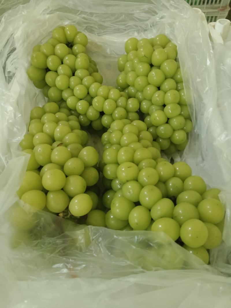 冷库储存阳光玫瑰葡萄，新鲜如初，欢迎各地客商联系采购。