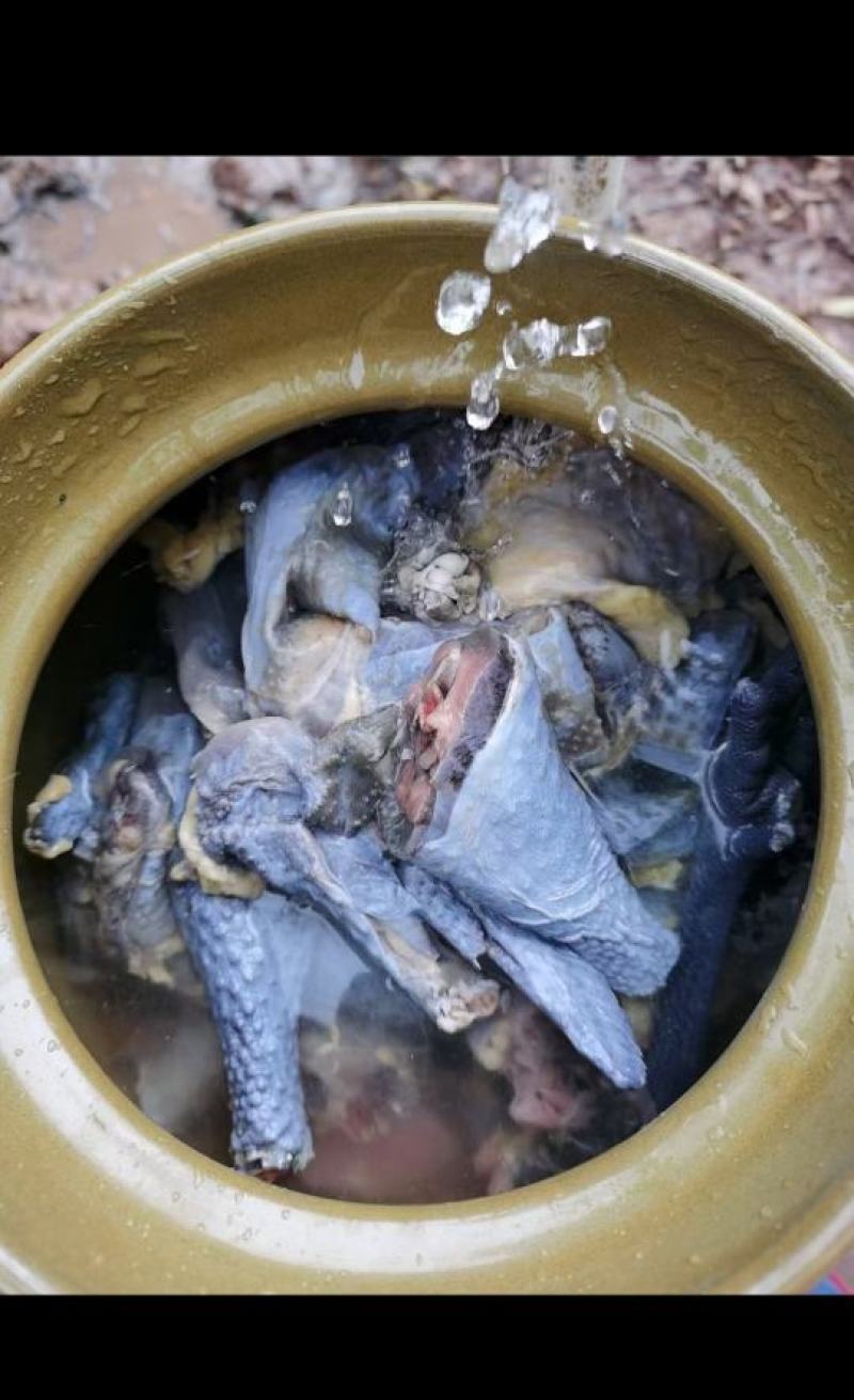 古蔺土特产乌鸡