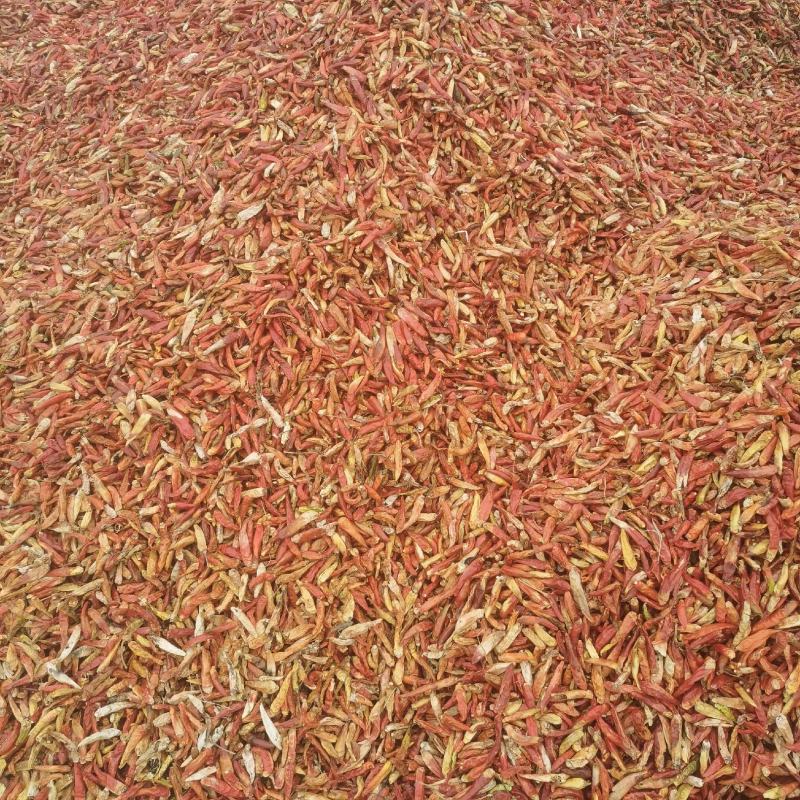 三樱八号干辣椒基地直供，保质保量，合作共赢