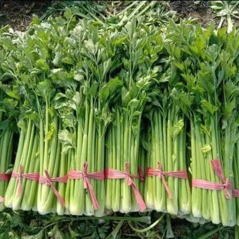 芹菜小香芹江苏淮安芹菜精品芹菜支持视频看货
