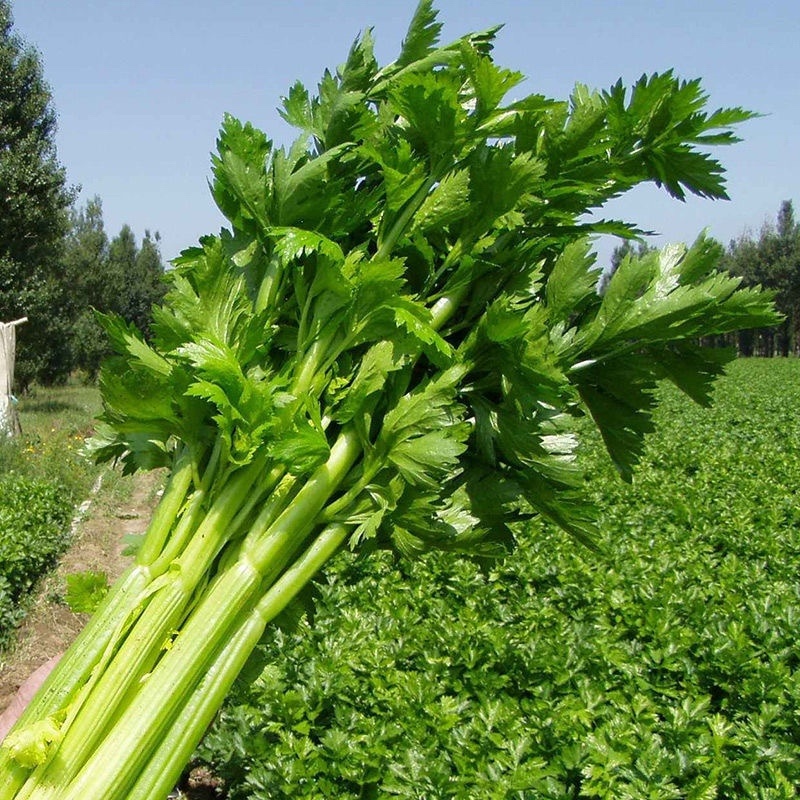 芹菜小香芹江苏淮安芹菜精品芹菜支持视频看货