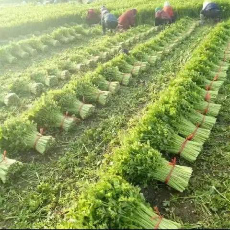 芹菜小香芹江苏淮安芹菜精品芹菜支持视频看货