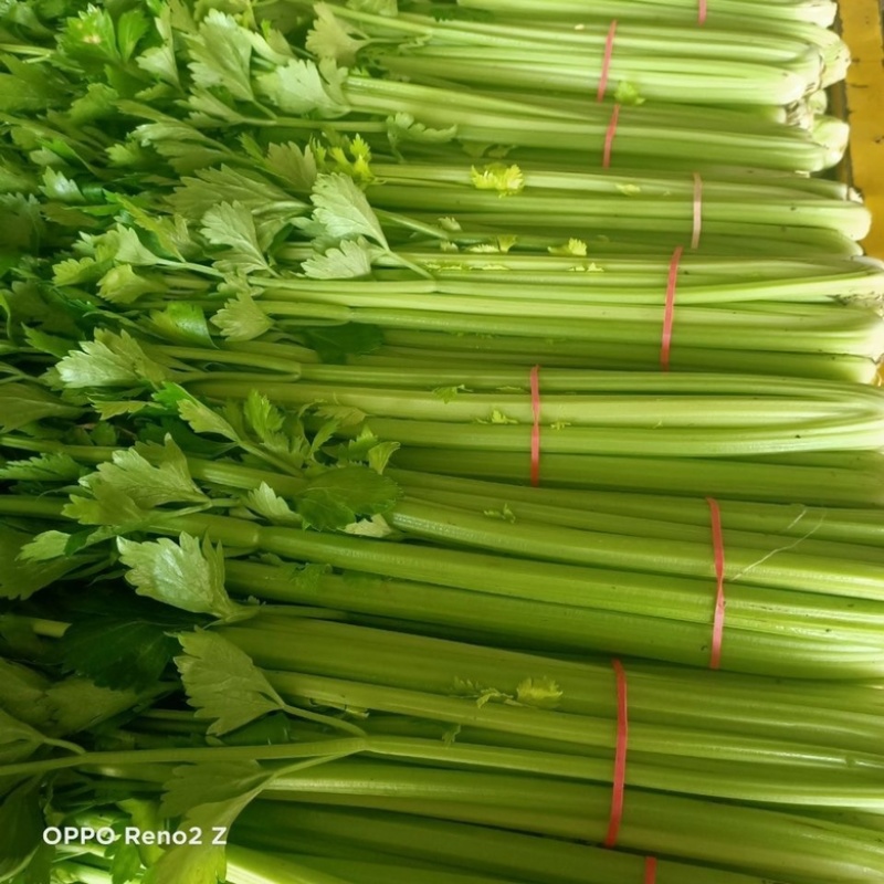 芹菜小香芹江苏淮安芹菜精品芹菜支持视频看货
