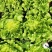 【热卖生菜】生菜新鲜供货散叶江苏产地可电话议价欢迎来电优惠