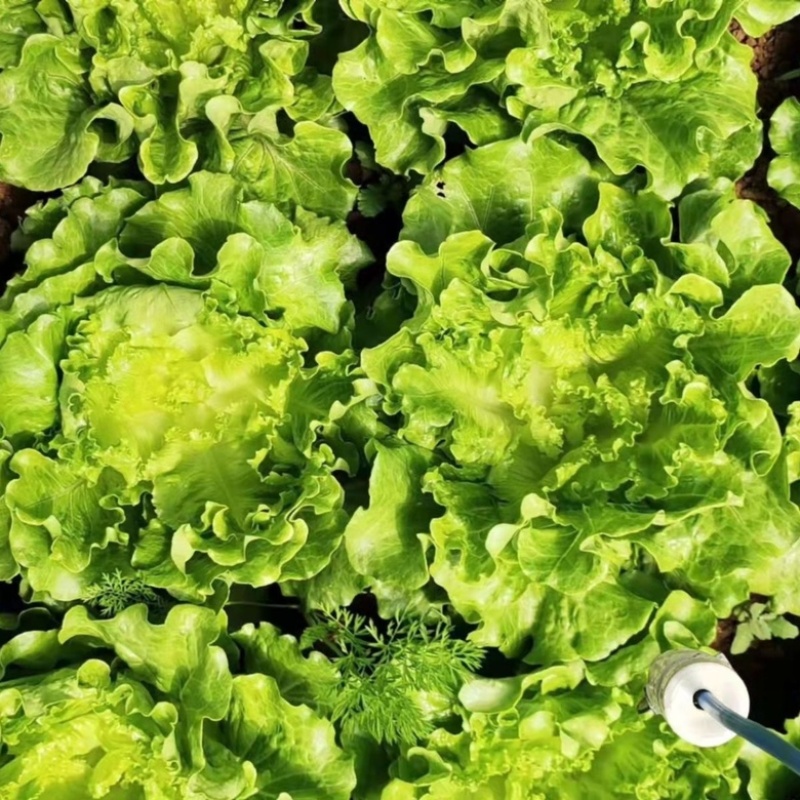 【热卖生菜】生菜新鲜供货散叶江苏产地可电话议价欢迎来电优惠