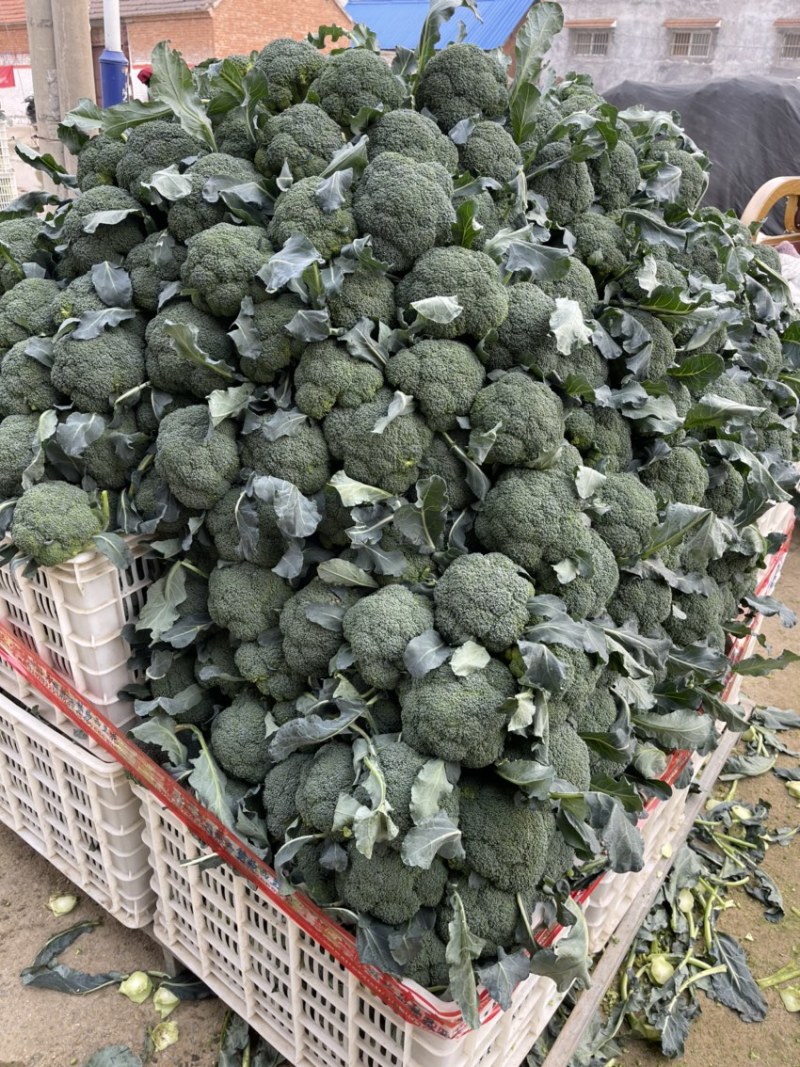 河南扶沟县优秀西兰花种植基地保质保量全国发货欢迎联系