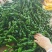 新苗小皱皮辣椒湛江徐闻发货多年代办价格优惠服务到位
