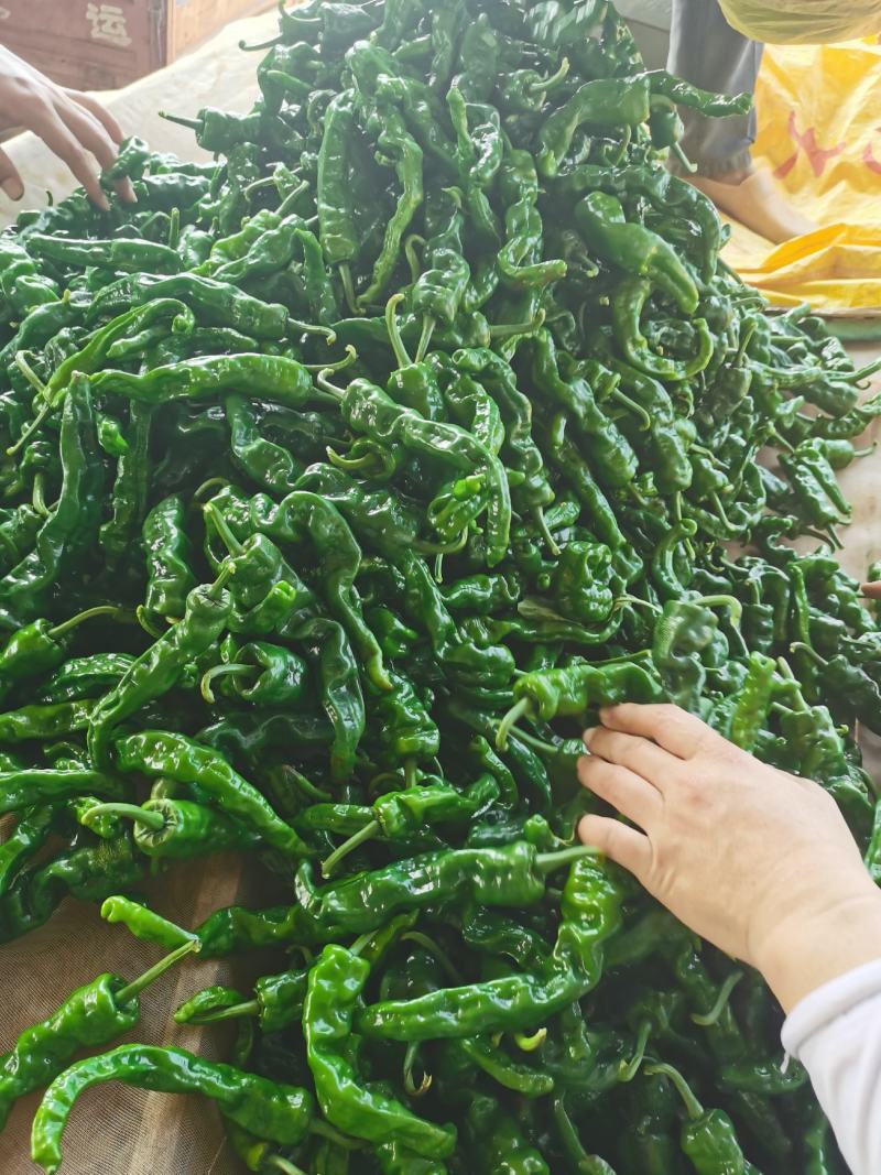 新苗小皱皮辣椒湛江徐闻发货多年代办价格优惠服务到位