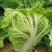 大白菜