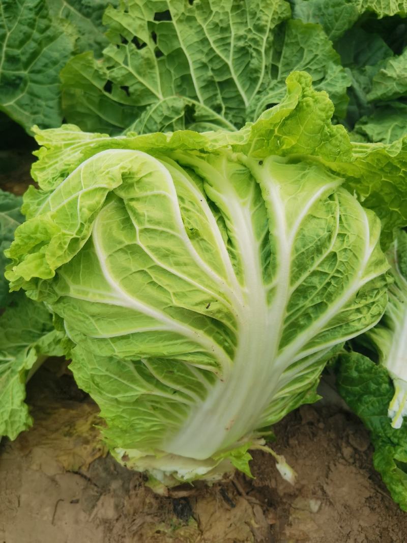 大白菜