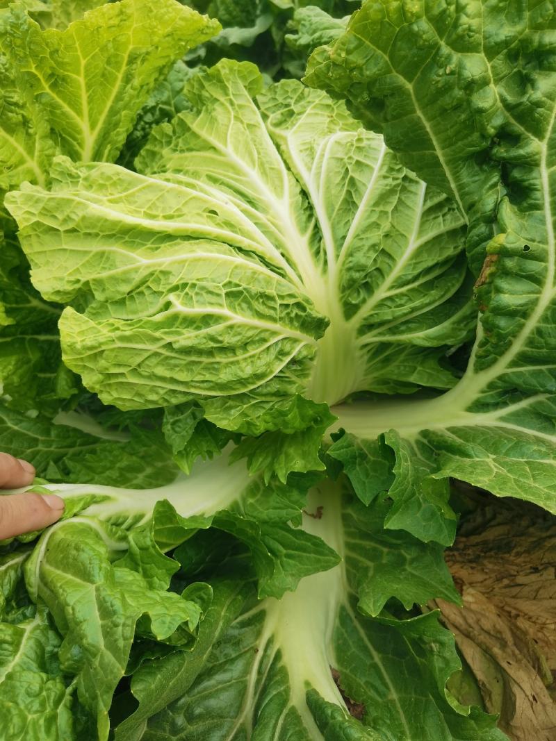 大白菜