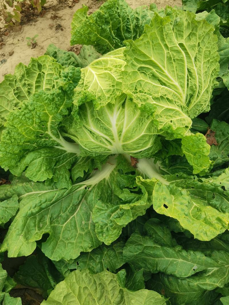 大白菜